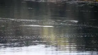 Otter fishing by the river in Loch Aline