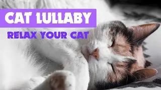 BEST CAT LULLABY ♫ relax your beloved CAT