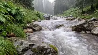 Rain Sounds Over a Fast Forest Stream | Relaxing Nature Ambience for Deep Sleep