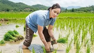 自宅で作る水田づくり🌾草取りから苗の田植えまでの全工程を記録✨