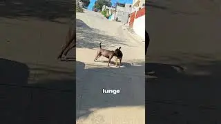 Питбуль против уличной собаки &mdash; кто победит в этом противостоянии? 🤫