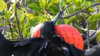 Magnificent Frigatebird, Genovesa Island, Galapagos