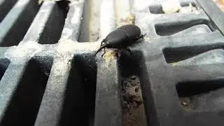 Agave Snout Weevil 2