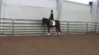 Gidgit, sitting trot