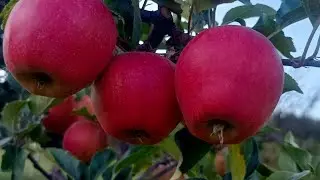 #Schnigo Gala#seedling #zero nutrition #subscribe