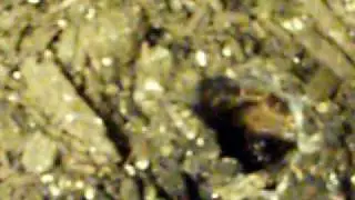 Pterinochilus chordatus (  Kilimanjaro mustard baboon )? (unknown T) feeding.