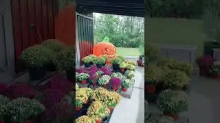 McRae Family Farms Маллинс, Южная Каролина