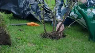 #03 - Life at our Finnish Cabin - Planting a new Bush
