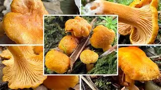 Samtiger Pfifferling Verwechslung | Samtpfifferling, Aprikosenpfifferling, Cantharellus friesii