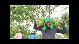 UM RESUMO DO PLANTIO A COLHEITA DA 🍉🍉🍉