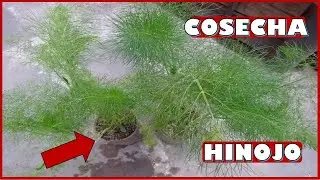 APRENDE A COSECHAR - CORTAR PLANTAS DE HINOJO