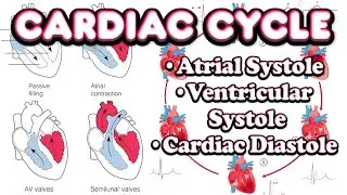 Cardiac Cycle &bull; Atrial & Ventricular Systole & Diastole, ESV - EDV - Heart Sounds &bull; Cardiovascular