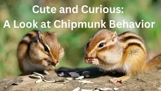 Cute and Curious: A Look at Chipmunk Behavior