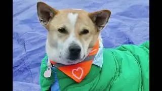 The World&rsquo;s Famous Dog Aloka Continues the Walk for Peace|Columbia to Lexington Walks for Peace