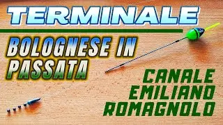 Bolognese in passata ★ Tutorial Teminale ★ Canale Emiliano Romagnolo ★ Carpfishing