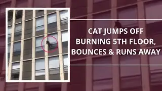 Cat jumps off burning 5th floor, bounces & runs away #shorts #maphrase