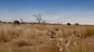Bobcat RETURNS! | The Lion Whisperer
