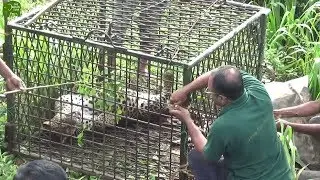 A magnificent Leopard safely captured for relocation