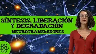 Síntesis, liberación y degradación de neurotransmisores 🧠
