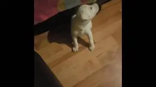 Kira the Cutiepie