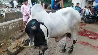 Beautiful bachra**