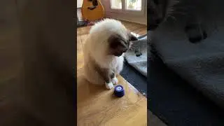 Rachma&rsquo;s first time with communication button 🤗 #catshorts #cattraining #ragdolls #ragdoll