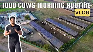 Inside Our 1000 Cow Dairy Farm – Early Morning Routine, Feeding, Milking & Management 