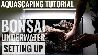 Aquascaping With Me - 