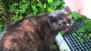 Gatto che soffia