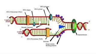 genetics replication fork