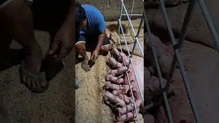 pig's tail dock #pigindustry #pig #pigfeed #pigbreeding #farming101 #pigfarming #hogger #piggy