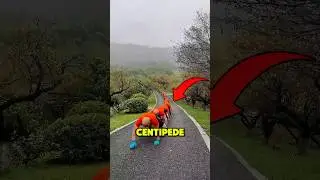 Why Are These People Crawling Like Crocodiles?