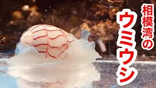 【ウミウシ】春に葉山での磯遊びで見つけたウミウシ【まとめ】
