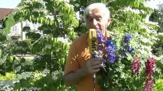 VOL.AT-Gartentipp: Lupine und Rittersporn