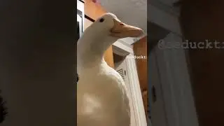 Duck Screaming from leg Pain 😂😂🔥😍