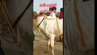 టాప్ క్వాలిటీ ఒంగోలు పాల పళ్ళ దూడలు 🔥6303879488
