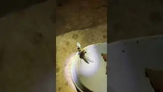 flying beetles slow motion #beetles #shortvideo #shorts #bug #bee