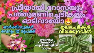 Plant Sale | Subcribers ന് ഫ്രീ ആയിട്ട് ചെടികൾ🤩 #sale #plantsale #gardening #trending #flowers#sales
