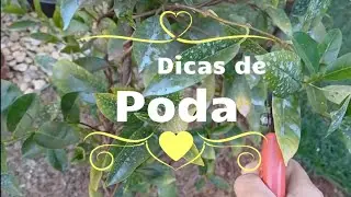 Dipladênia, estimulando novas brotações.