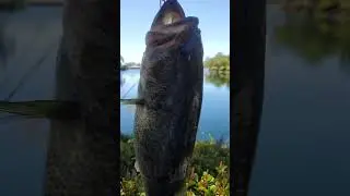 #bassfishing #daiwareels #bedfishing #catchandrelease