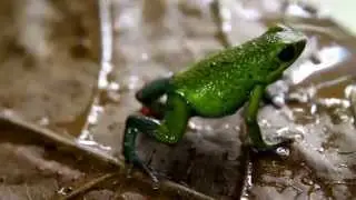 Oophaga Granulifera - Quepos - Pair 2