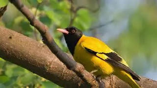 Dawn Chorus 27: The Black-headed Oriole (Bird Call Audio)
