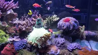 Quick reef tank tour