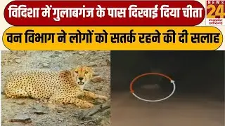 Vidisha में गुलाबगंज के पास दिखाई दिया चीता, सड़क पार करते समय लोगों ने किया वीडियो रिकॉर्ड |