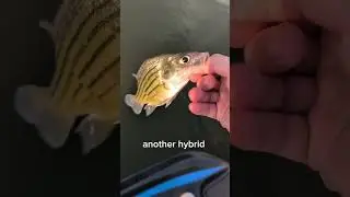 went to croppie fish and didn't catch one#fishing #baitmaking #croppie