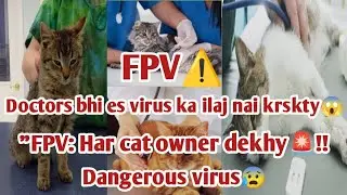 FPV in Cats: Why Doctors Can&rsquo;t Fully Cure It ⚠️ The Truth You Must Know #trendingnow #catsofyoutube