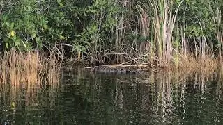Florida holiday: seeing a crocodile whilst kayaking in Nine Mile Pond