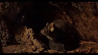Home Tree: Greater Glider Livestream in Tallaganda, Australia