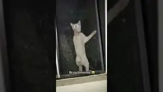 spider Michi #bruchimichi#memes #humor #gatos@pablobruschi los derechos del video.