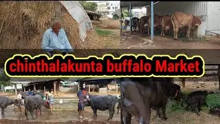 Chinthalakunta buffalo Market || చింతలకుంట గేదెల మార్కెట్@Dairy_farm_life-u6w